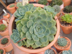 echeveria pink cake colonia pote 11