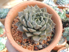 echeveria tombarensis pote 11