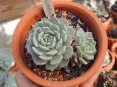 echeveria alienor duas rosetas pote 11