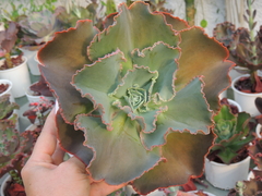 echeveria gibbiflora eletric glow pote 17 sem raizes