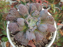 echeveria gibbiflora linguas pote 15 sem raizes