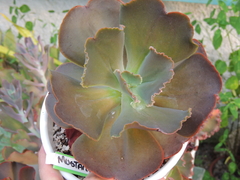 echeveria gibbiflora mostard green pote 15 sem raizes