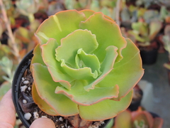 echeveria beach waves pote 11