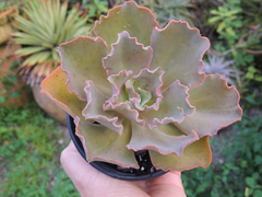 echeveria ondulata espanha pote 11 de