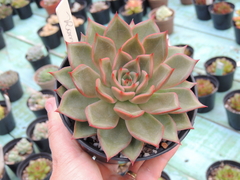 echeveria romeu x lilacina pote 11