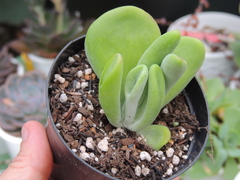 kalanchoe oricula pote 09