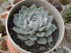 echeveria ghost buster pote 11