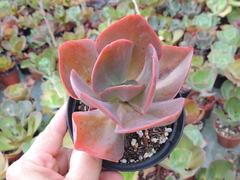 echeveria gibbiflora hibrida mauna australiana pote 11