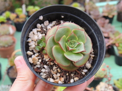 echeveria longissima pote 09