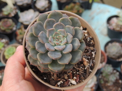 echeveria tinkerbell pote 09