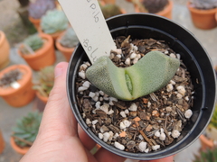 pleiospilos bolusii pote 09