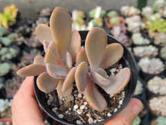 pachyveria opal moon 3 rosetas pequenas pote 09