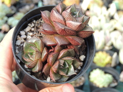 echeveria dionisio com tres rosetas pote 09