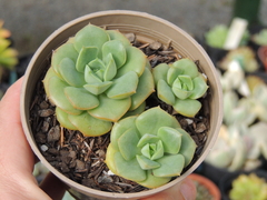 echeveria nicksana pote 09