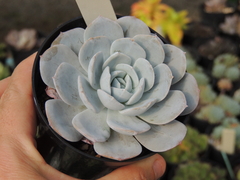 echeveria cally argentea pote 09