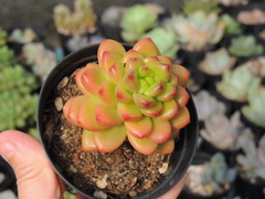 sedum shangri-lá pote 09