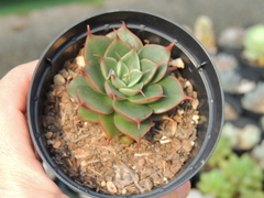 GRAPTOVERIA SWEET FLAME POTE 09