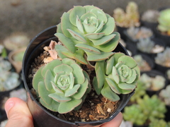 echeveria gloria pote 09