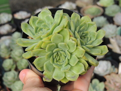 echeveria albida colonia pote 09