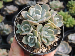 ECHEVERIA TINY BURGER COLONIA POTE 09