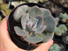 echeveria dust rose pote 09