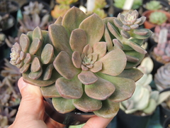 echeveria hibrida ness pote 11