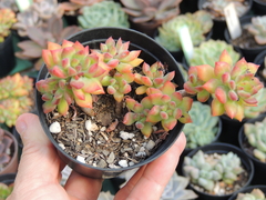 sedum cuspidatum pote 09