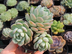 echeveria sweet eva tres rosetas pote 09