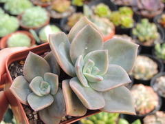 graptopetalum albert baynes pote 09