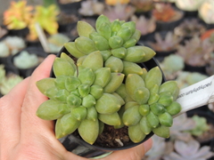 pachyphytum compactum pote 09