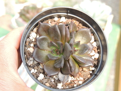 echeveria hot chocolate pote 09