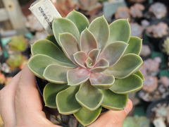 echeveria duchess of nuremberg pote 09