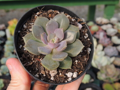 echeveria perola rosada pote 09