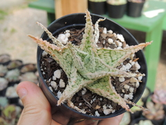 aloe hibrida by Constantino Gastald pote 09