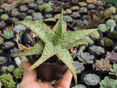 aloe hibrida 1 pote 11