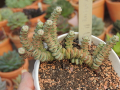 crassula marnieriana variegata pote 11