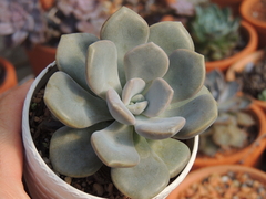 echeveria margareth rose pote 09