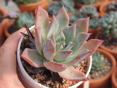 echeveria colorata brandtii pote 09