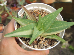 aloe maculata variegata pote 11