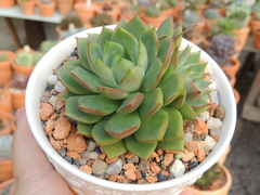 echeveria captain rose pote 11