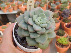 echeveria amorpitti pote 09