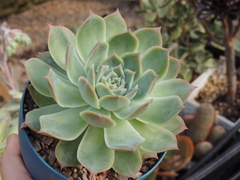 echeveria willy pote 11