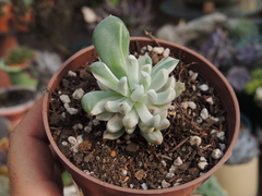 Pachyveria scheideckeri var. Albo-Carinata