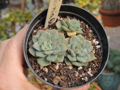 echeveria californica queen pote 09