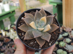 graptopetalum paraguayense variegata pote 09