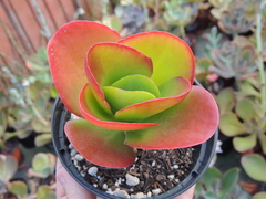 kalanchoe vivian pote 11