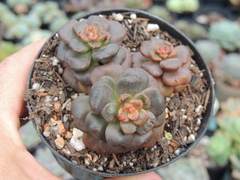 sedum adria bubaloo pote 09