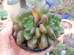 echeveria frida kahlo pote 09