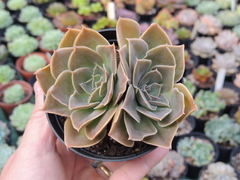 echeveria lutea x lauii pote 09