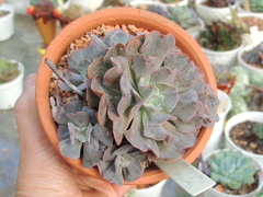 echeveria topsy turvy x painted colonia pote 13